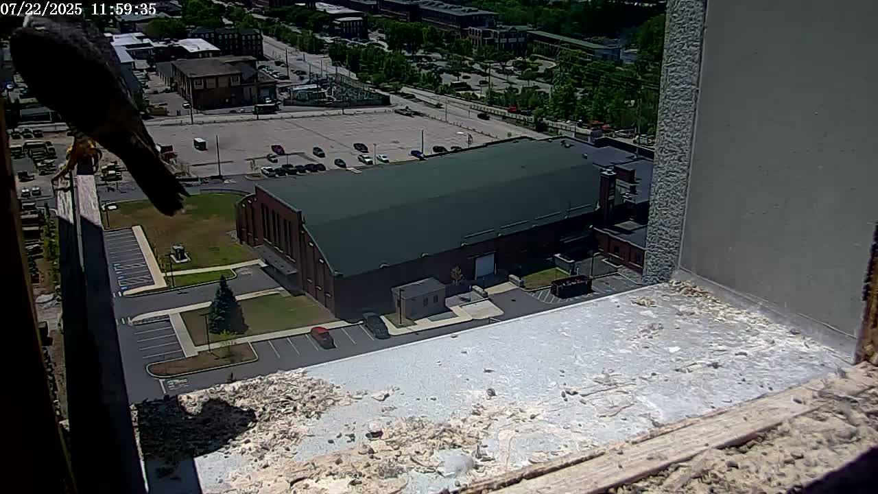 New Hampshire , Manchester City Skyline & Falcons Life Live Cam 2 - Manchester, Hillsborough, New Hampshire, USA