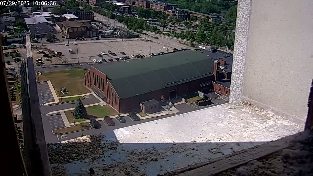 New Hampshire , Manchester City Skyline & Falcons Life Live Cam 2 - Manchester, Hillsborough, New Hampshire, USA
