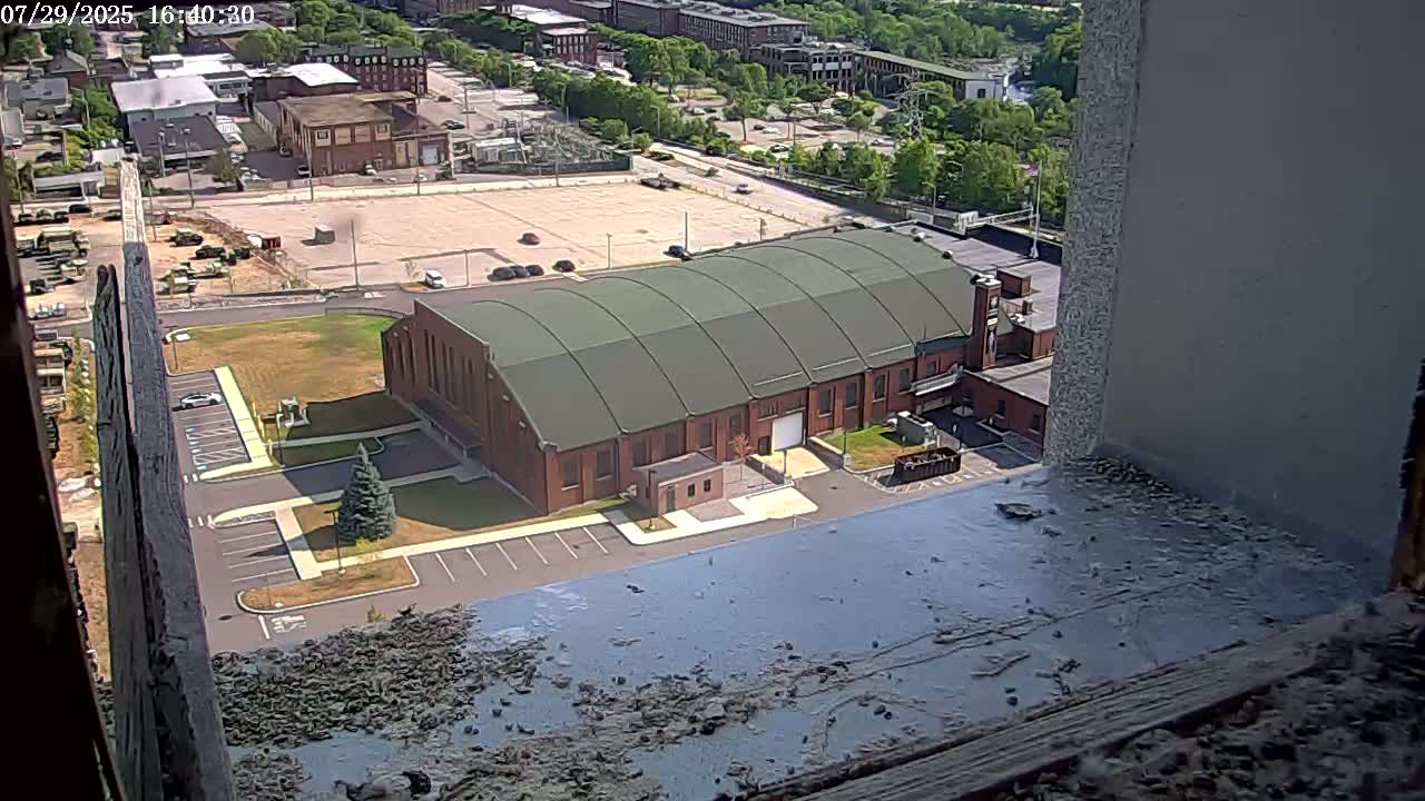 New Hampshire , Manchester City Skyline & Falcons Life Live Cam 2 - Manchester, Hillsborough, New Hampshire, USA