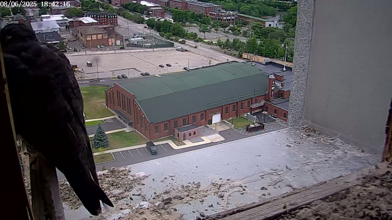 New Hampshire , Manchester City Skyline & Falcons Life Live Cam 2 - Manchester, Hillsborough, New Hampshire, USA