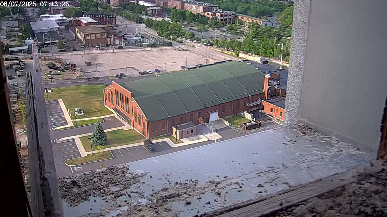 New Hampshire , Manchester City Skyline & Falcons Life Live Cam 2 - Manchester, Hillsborough, New Hampshire, USA