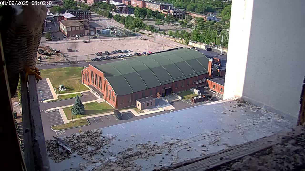 New Hampshire , Manchester City Skyline & Falcons Life Live Cam 2 - Manchester, Hillsborough, New Hampshire, USA