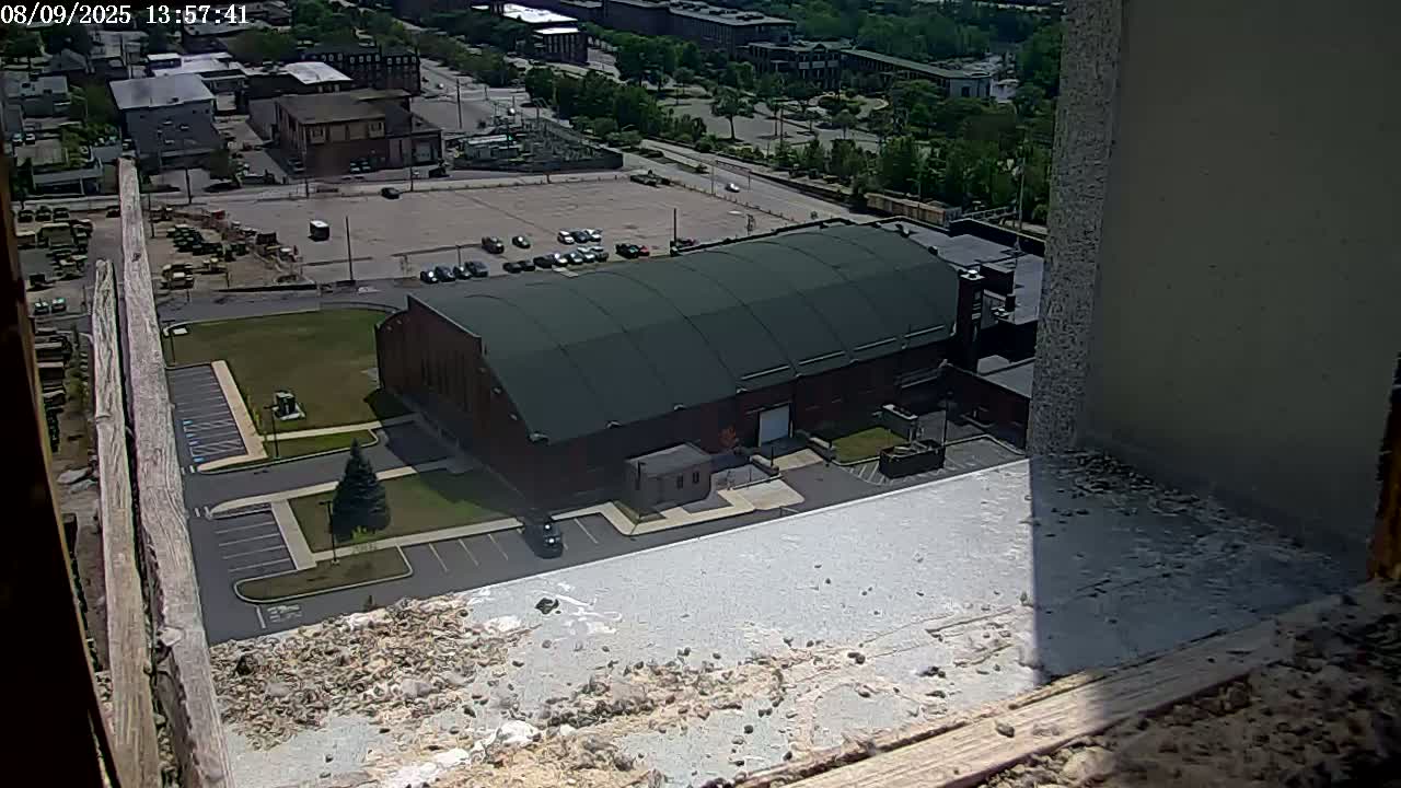 New Hampshire , Manchester City Skyline & Falcons Life Live Cam 2 - Manchester, Hillsborough, New Hampshire, USA