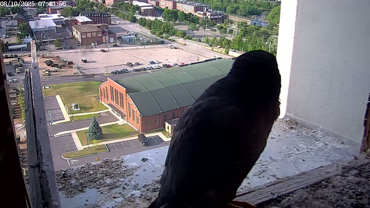 New Hampshire , Manchester City Skyline & Falcons Life Live Cam 2 - Manchester, Hillsborough, New Hampshire, USA