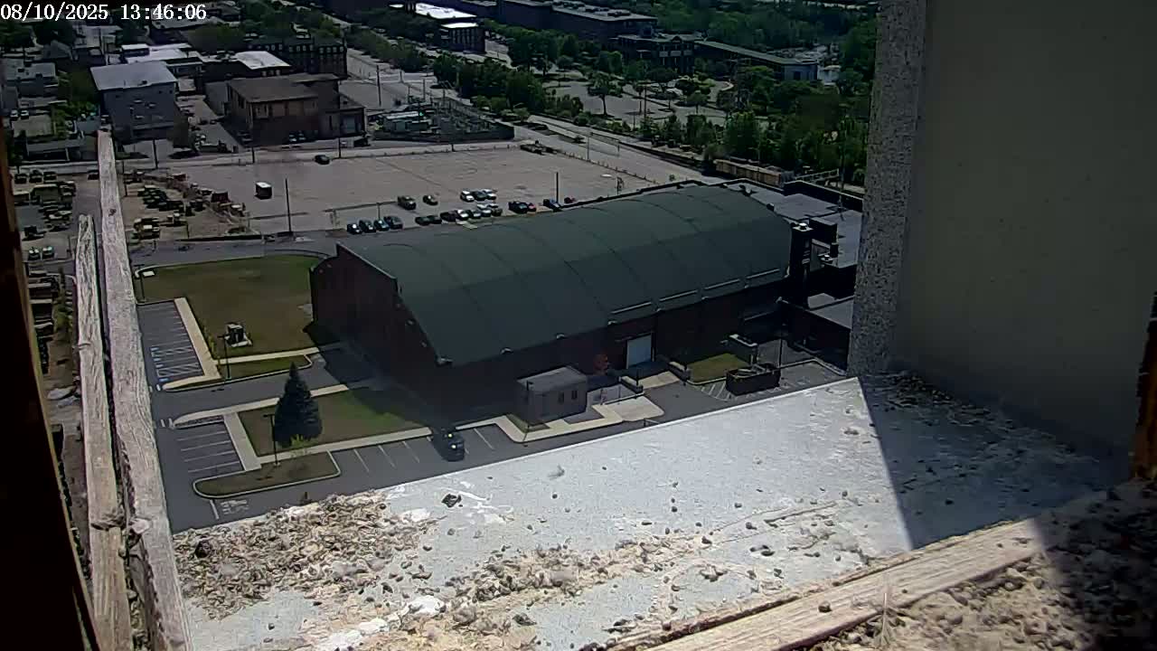 New Hampshire , Manchester City Skyline & Falcons Life Live Cam 2 - Manchester, Hillsborough, New Hampshire, USA