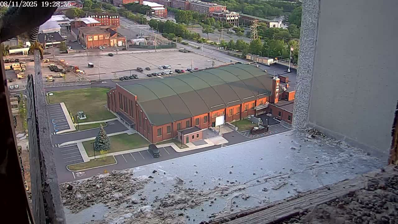 New Hampshire , Manchester City Skyline & Falcons Life Live Cam 2 - Manchester, Hillsborough, New Hampshire, USA