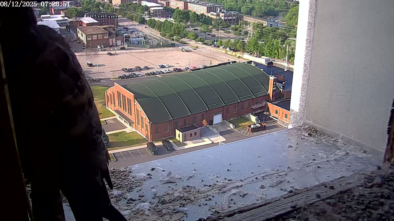 New Hampshire , Manchester City Skyline & Falcons Life Live Cam 2 - Manchester, Hillsborough, New Hampshire, USA
