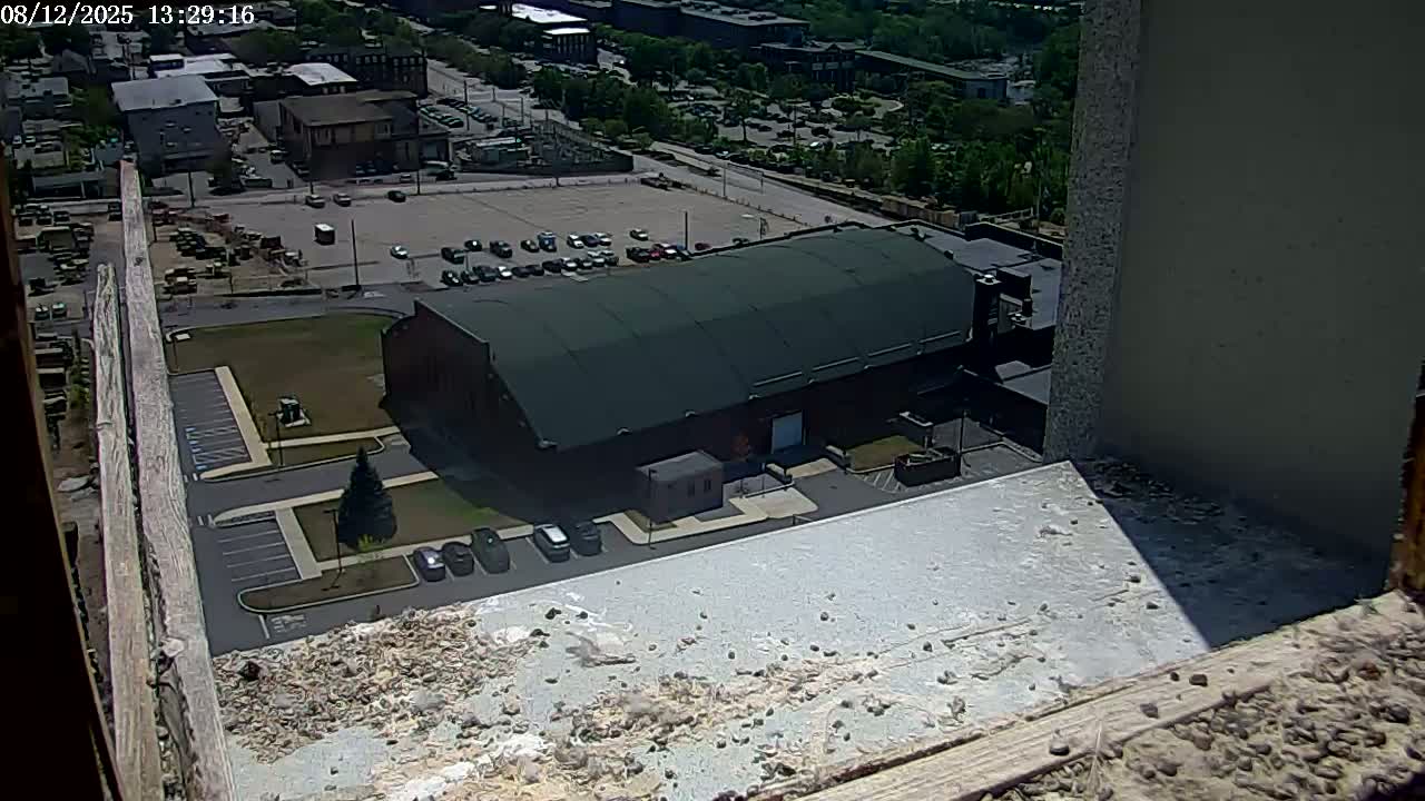 New Hampshire , Manchester City Skyline & Falcons Life Live Cam 2 - Manchester, Hillsborough, New Hampshire, USA