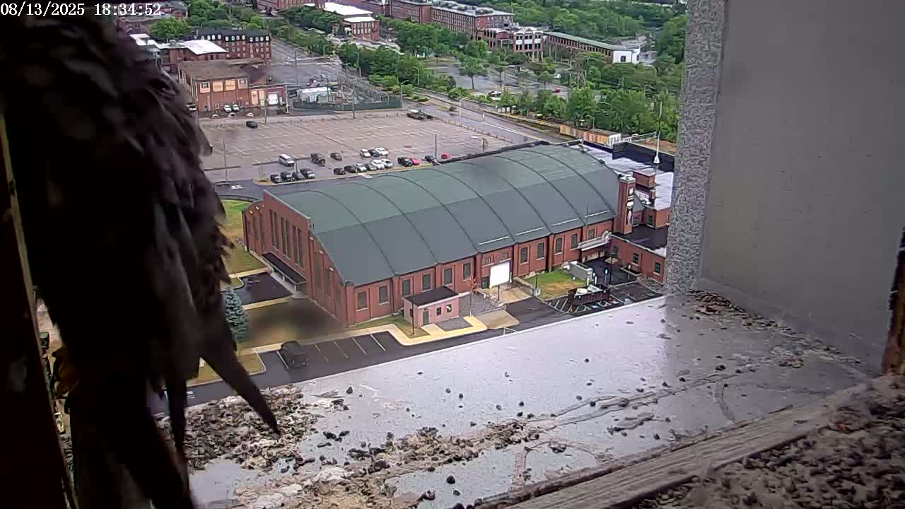 New Hampshire , Manchester City Skyline & Falcons Life Live Cam 2 - Manchester, Hillsborough, New Hampshire, USA
