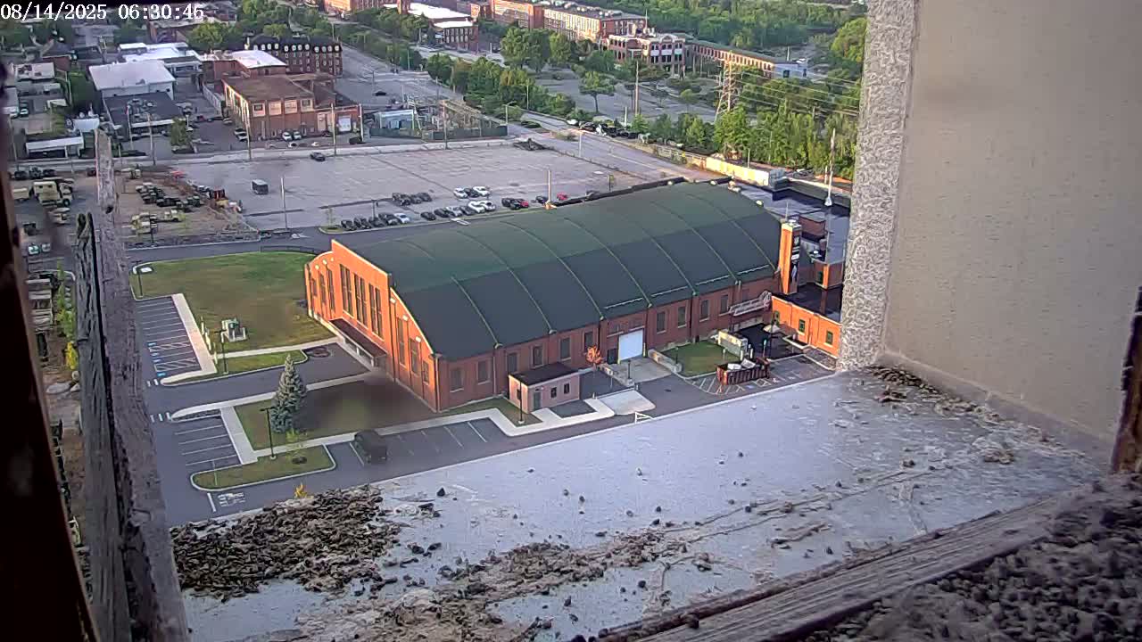 New Hampshire , Manchester City Skyline & Falcons Life Live Cam 2 - Manchester, Hillsborough, New Hampshire, USA