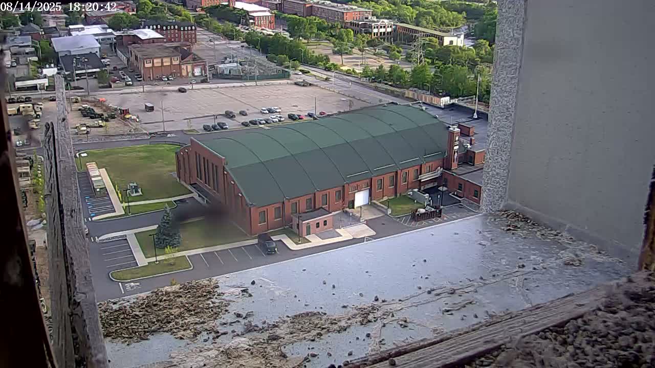 New Hampshire , Manchester City Skyline & Falcons Life Live Cam 2 - Manchester, Hillsborough, New Hampshire, USA