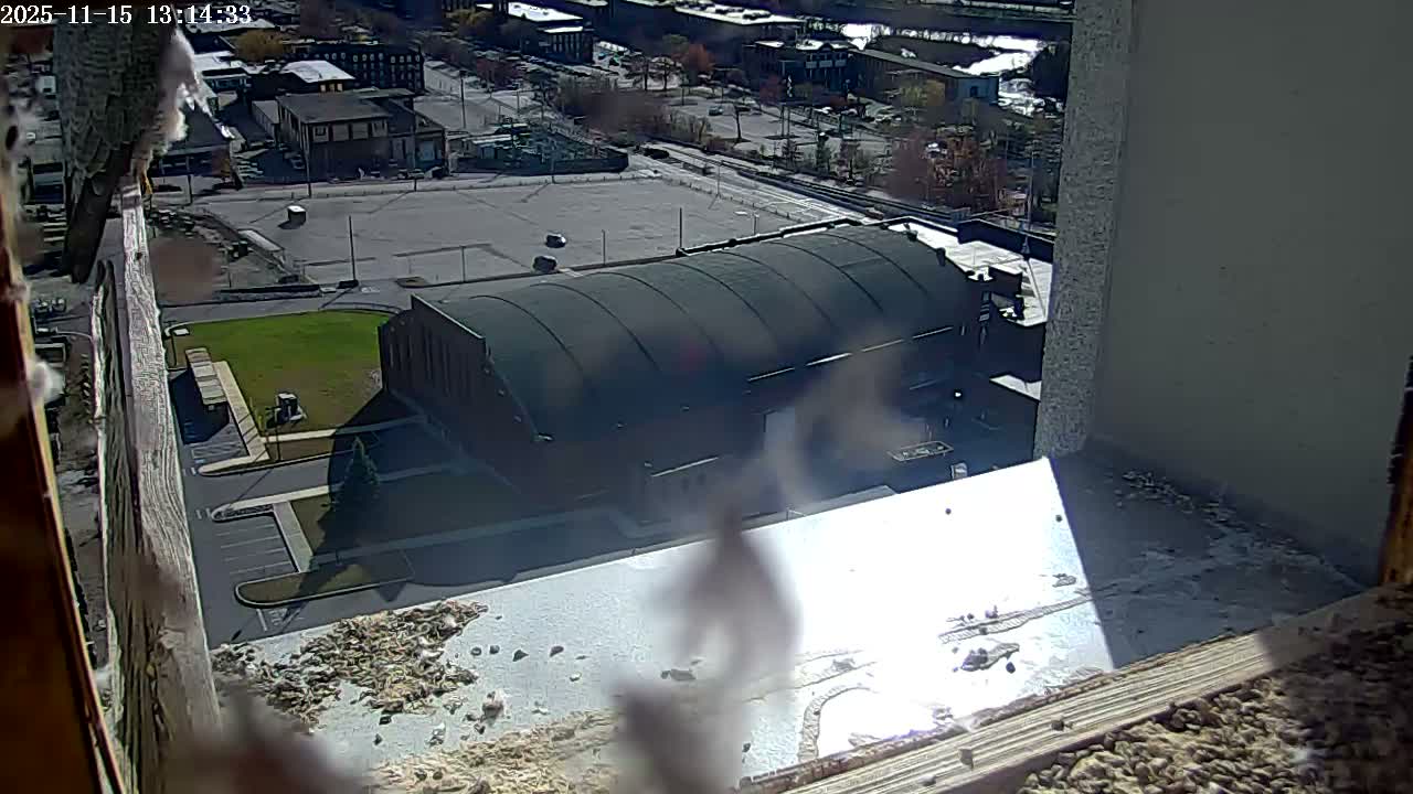 New Hampshire , Manchester City Skyline & Falcons Life Live Cam 2 - Manchester, Hillsborough, New Hampshire, USA