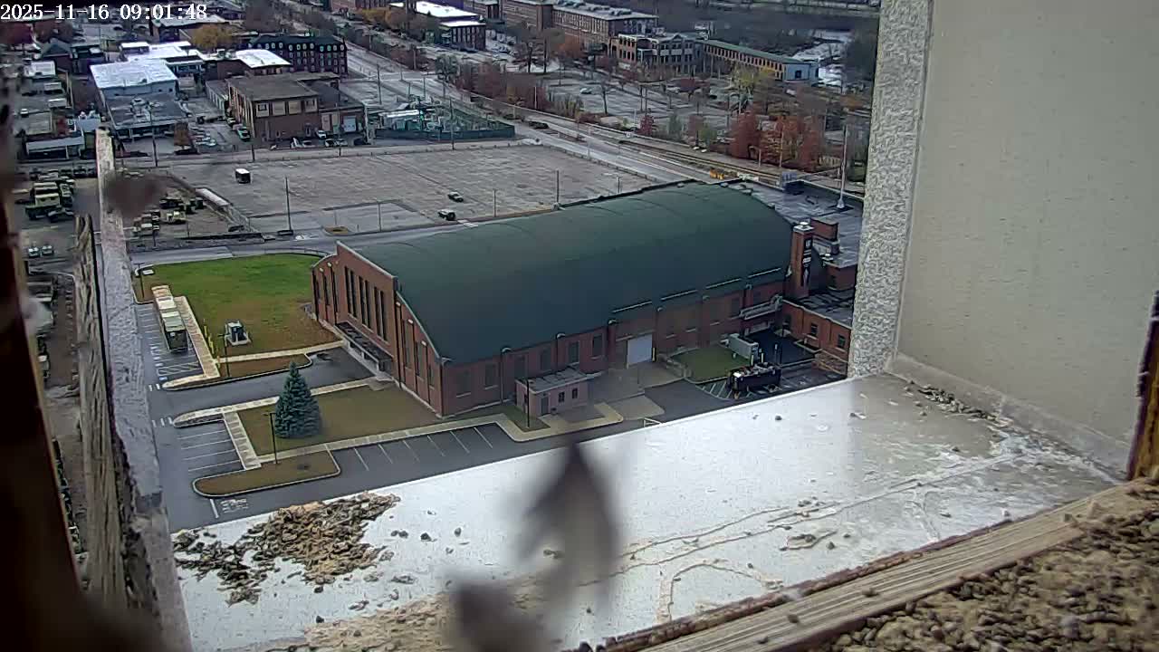 New Hampshire , Manchester City Skyline & Falcons Life Live Cam 2 - Manchester, Hillsborough, New Hampshire, USA