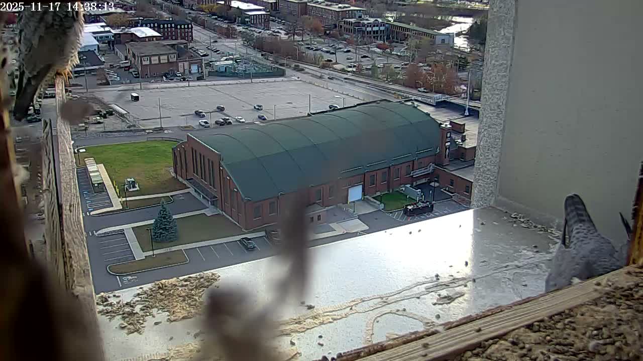 New Hampshire , Manchester City Skyline & Falcons Life Live Cam 2 - Manchester, Hillsborough, New Hampshire, USA