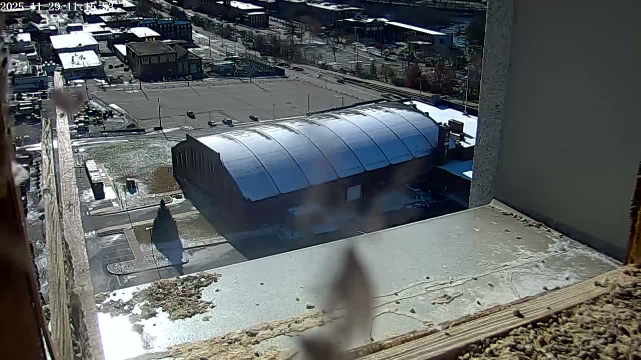 New Hampshire , Manchester City Skyline & Falcons Life Live Cam 2 - Manchester, Hillsborough, New Hampshire, USA