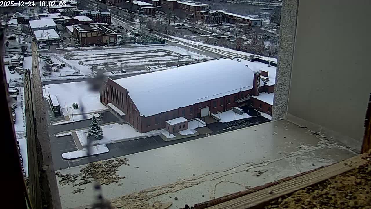 New Hampshire , Manchester City Skyline & Falcons Life Live Cam 2 - Manchester, Hillsborough, New Hampshire, USA