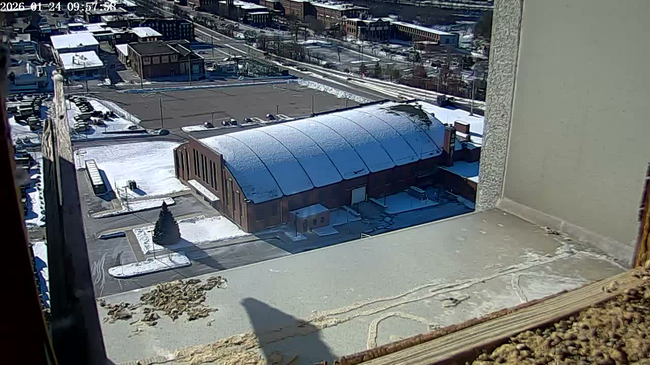New Hampshire , Manchester City Skyline & Falcons Life Live Cam 2 - Manchester, Hillsborough, New Hampshire, USA