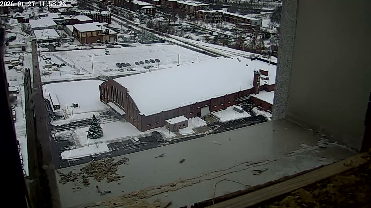 New Hampshire , Manchester City Skyline & Falcons Life Live Cam 2 - Manchester, Hillsborough, New Hampshire, USA