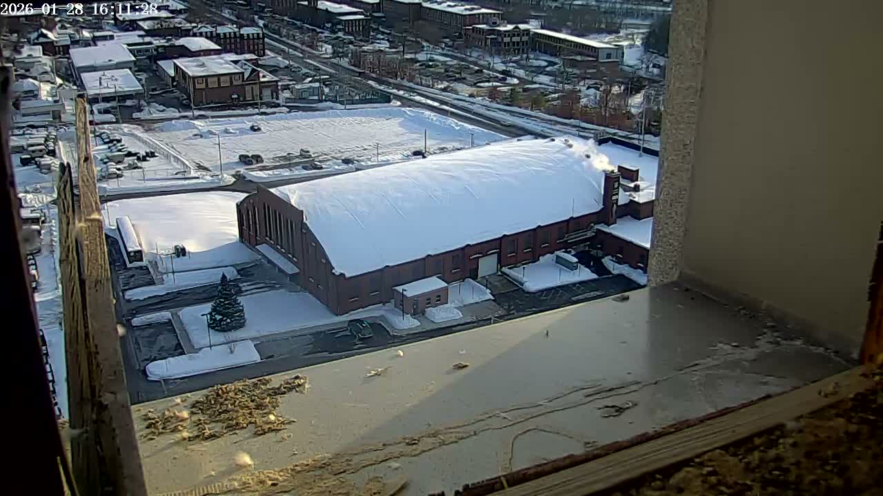 New Hampshire , Manchester City Skyline & Falcons Life Live Cam 2 - Manchester, Hillsborough, New Hampshire, USA