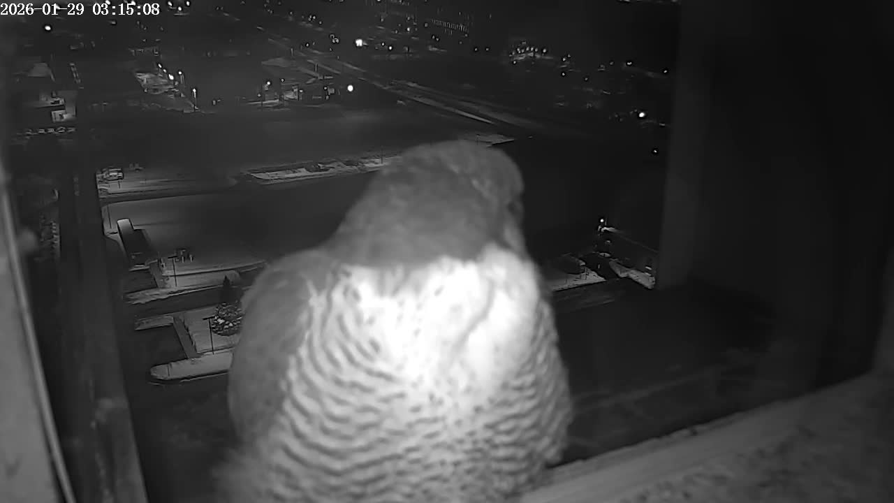 New Hampshire , Manchester City Skyline & Falcons Life Live Cam 2 - Manchester, Hillsborough, New Hampshire, USA