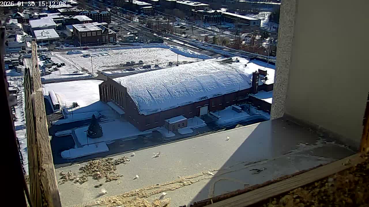 New Hampshire , Manchester City Skyline & Falcons Life Live Cam 2 - Manchester, Hillsborough, New Hampshire, USA