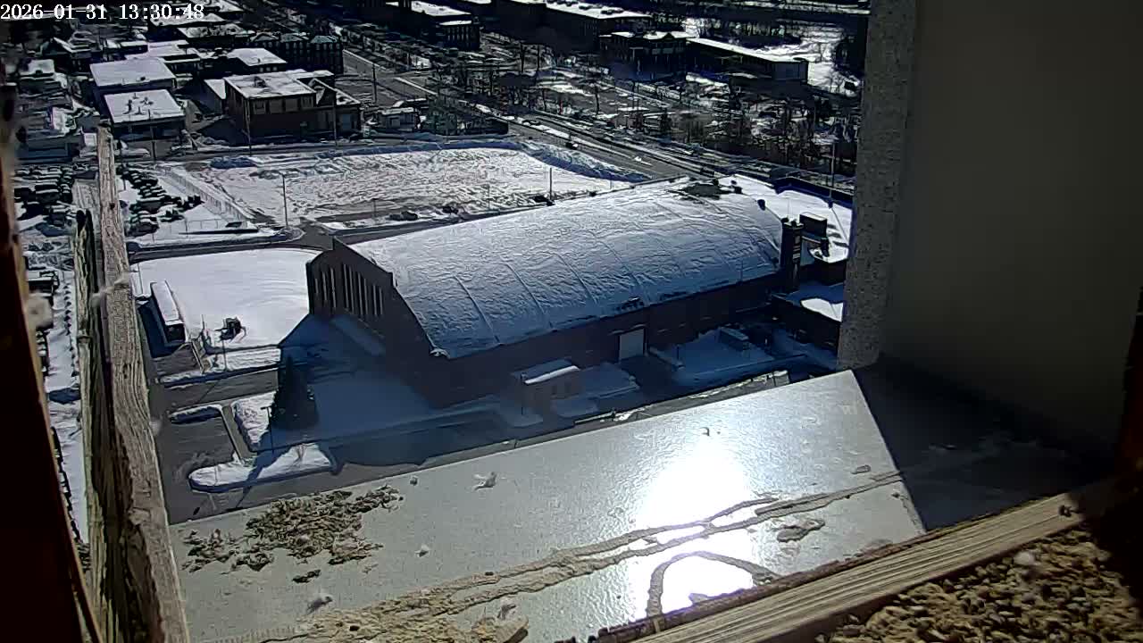 New Hampshire , Manchester City Skyline & Falcons Life Live Cam 2 - Manchester, Hillsborough, New Hampshire, USA