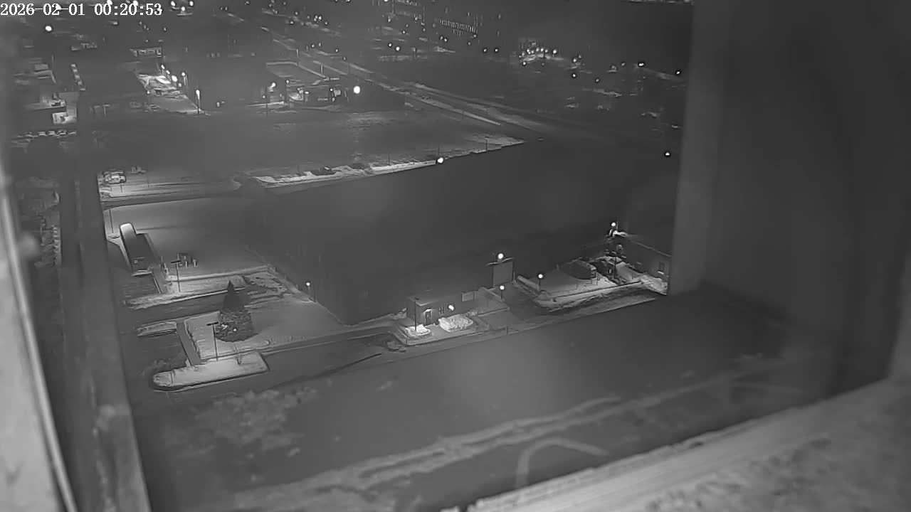 New Hampshire , Manchester City Skyline & Falcons Life Live Cam 2 - Manchester, Hillsborough, New Hampshire, USA