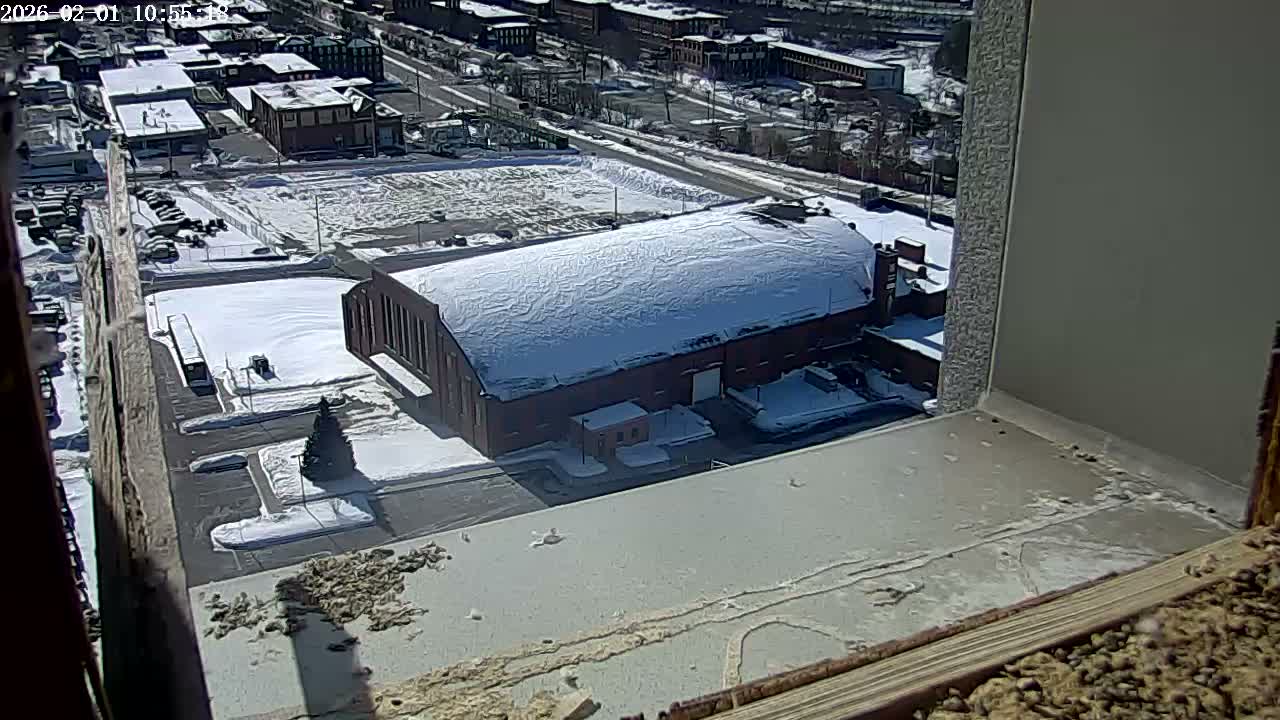 New Hampshire , Manchester City Skyline & Falcons Life Live Cam 2 - Manchester, Hillsborough, New Hampshire, USA