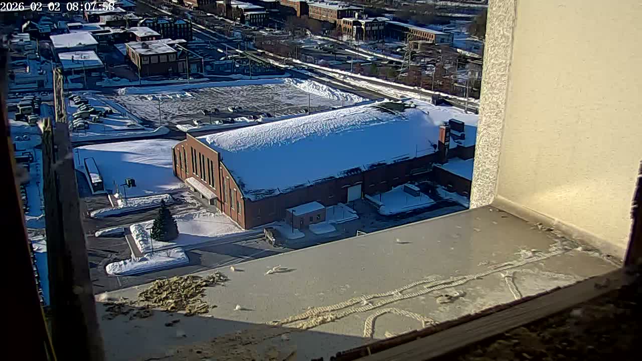 New Hampshire , Manchester City Skyline & Falcons Life Live Cam 2 - Manchester, Hillsborough, New Hampshire, USA