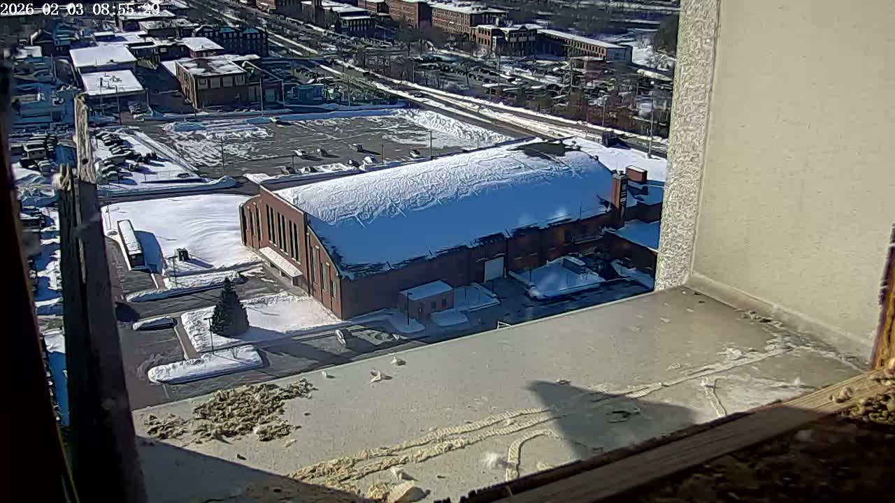 New Hampshire , Manchester City Skyline & Falcons Life Live Cam 2 - Manchester, Hillsborough, New Hampshire, USA