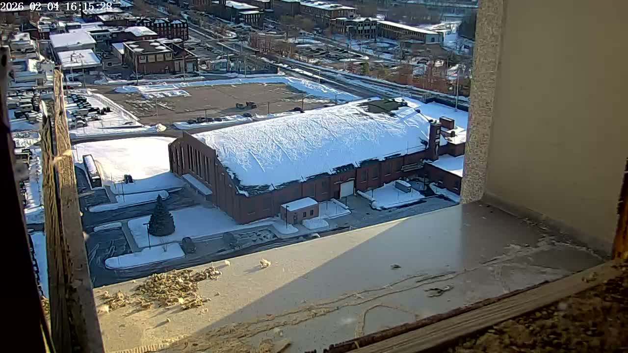New Hampshire , Manchester City Skyline & Falcons Life Live Cam 2 - Manchester, Hillsborough, New Hampshire, USA