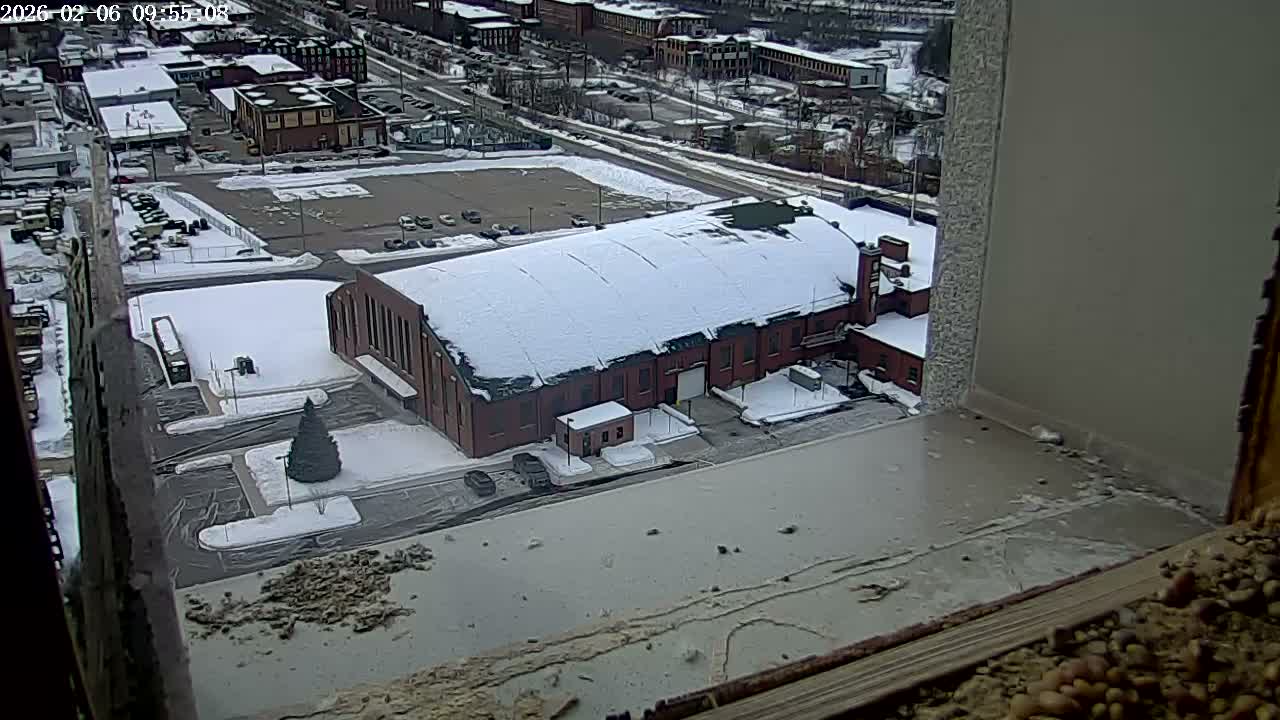 New Hampshire , Manchester City Skyline & Falcons Life Live Cam 2 - Manchester, Hillsborough, New Hampshire, USA