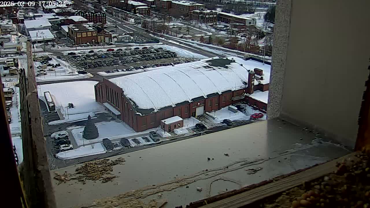 New Hampshire , Manchester City Skyline & Falcons Life Live Cam 2 - Manchester, Hillsborough, New Hampshire, USA
