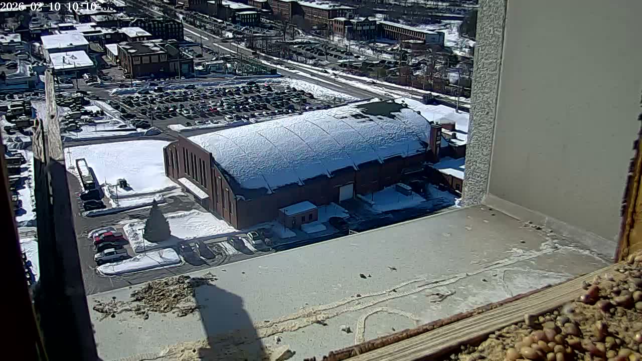 New Hampshire , Manchester City Skyline & Falcons Life Live Cam 2 - Manchester, Hillsborough, New Hampshire, USA