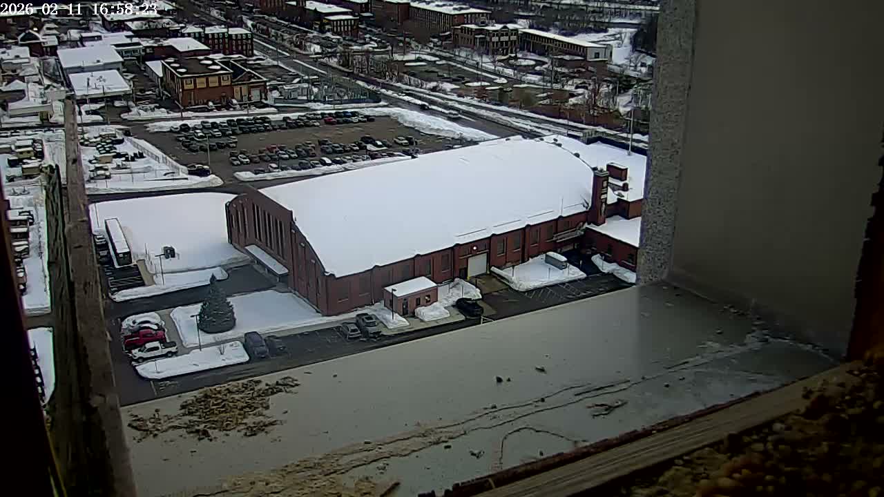 New Hampshire , Manchester City Skyline & Falcons Life Live Cam 2 - Manchester, Hillsborough, New Hampshire, USA