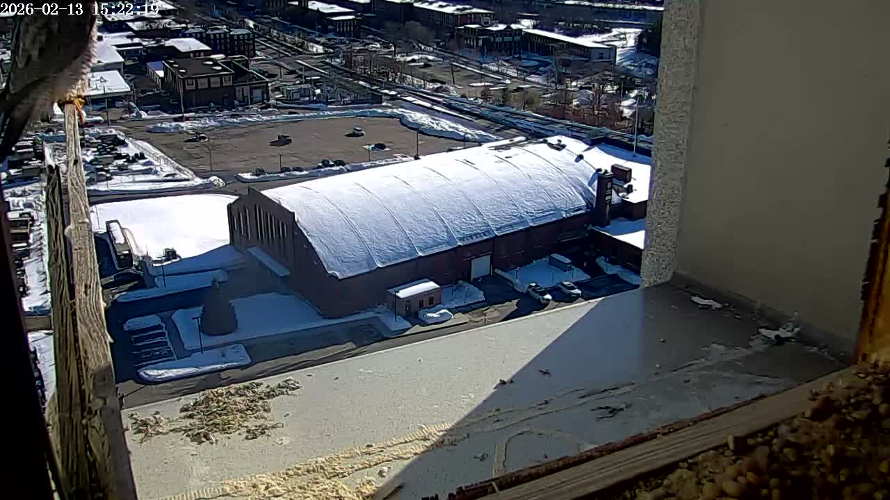 New Hampshire , Manchester City Skyline & Falcons Life Live Cam 2 - Manchester, Hillsborough, New Hampshire, USA