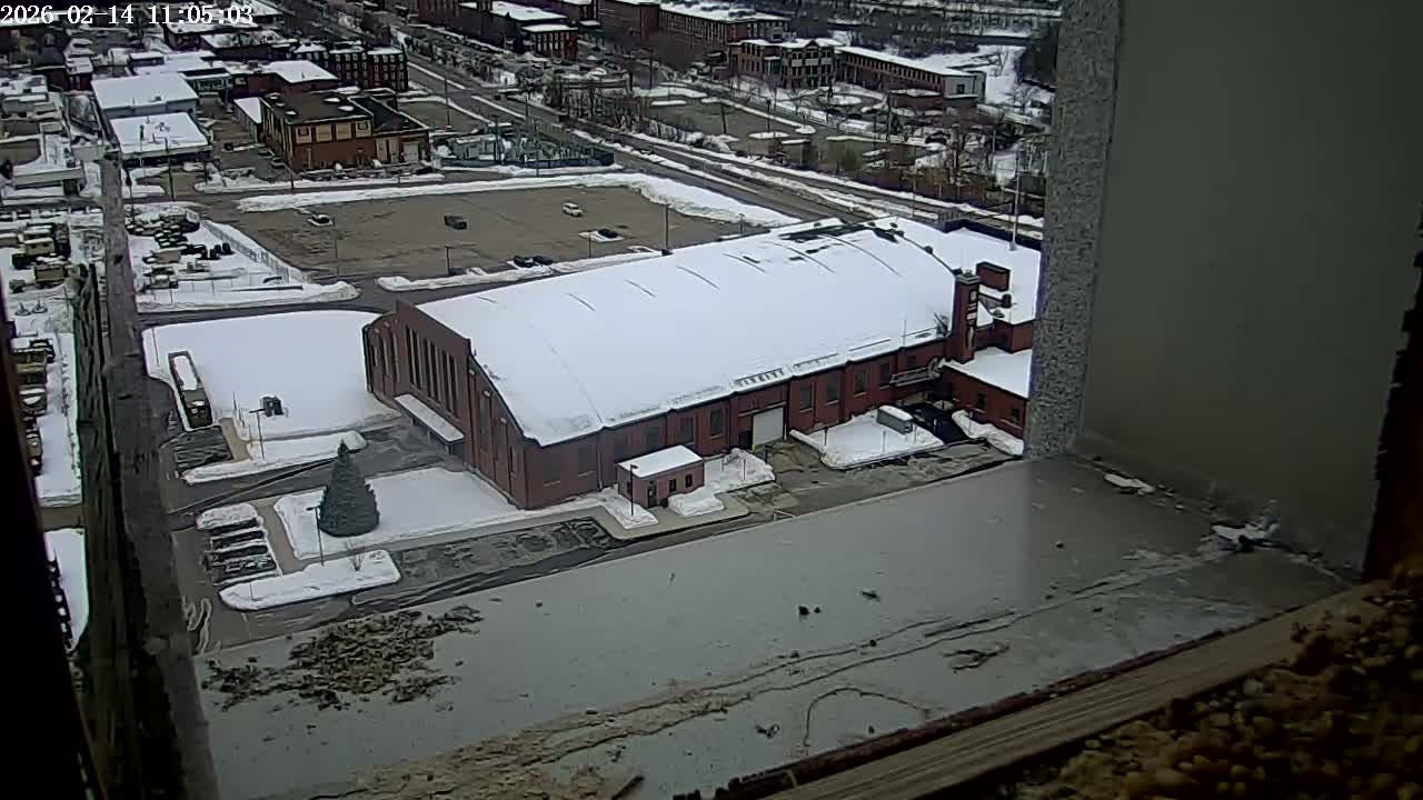 New Hampshire , Manchester City Skyline & Falcons Life Live Cam 2 - Manchester, Hillsborough, New Hampshire, USA
