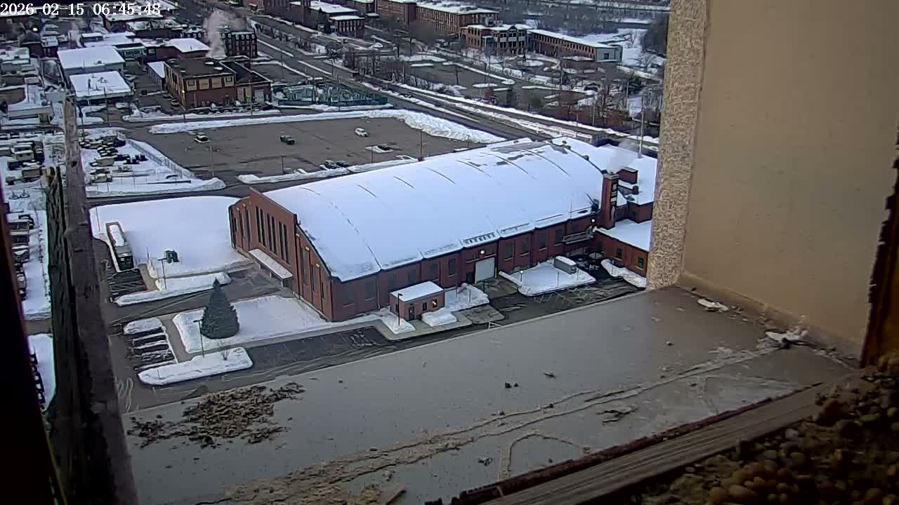 New Hampshire , Manchester City Skyline & Falcons Life Live Cam 2 - Manchester, Hillsborough, New Hampshire, USA