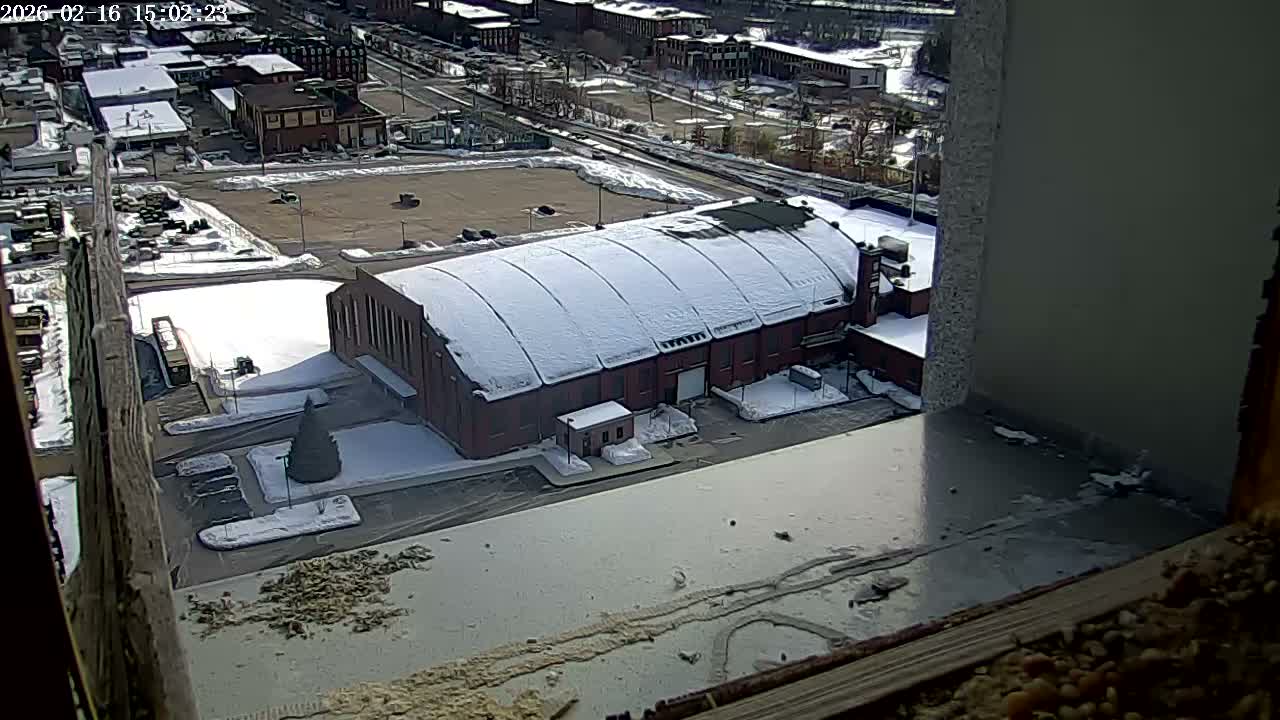 New Hampshire , Manchester City Skyline & Falcons Life Live Cam 2 - Manchester, Hillsborough, New Hampshire, USA