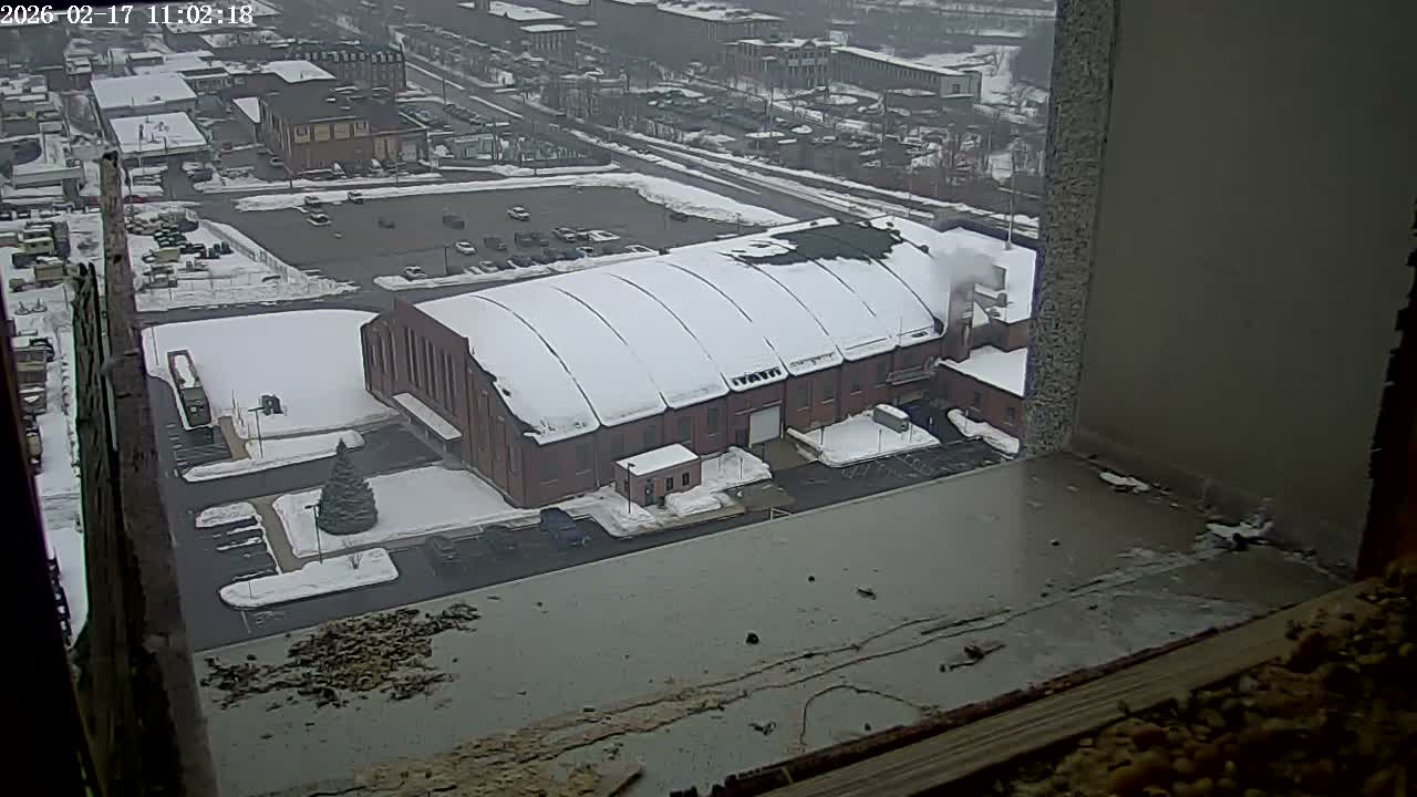 New Hampshire , Manchester City Skyline & Falcons Life Live Cam 2 - Manchester, Hillsborough, New Hampshire, USA
