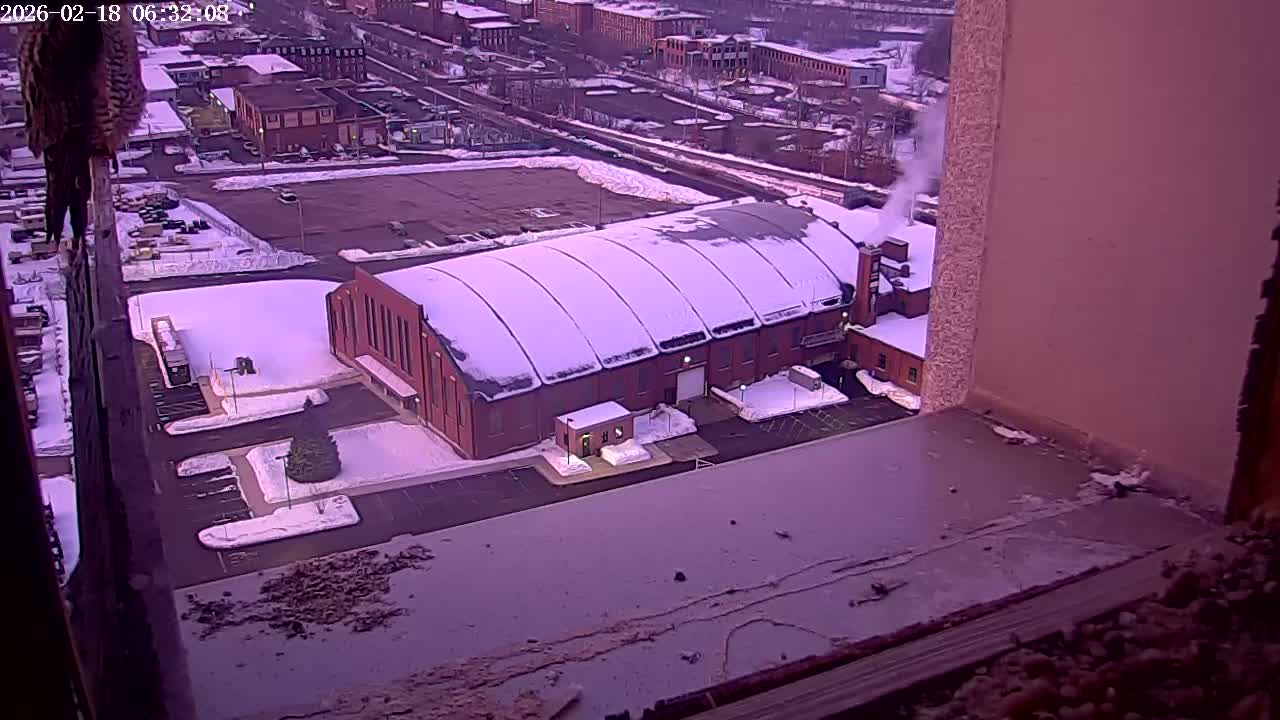 New Hampshire , Manchester City Skyline & Falcons Life Live Cam 2 - Manchester, Hillsborough, New Hampshire, USA