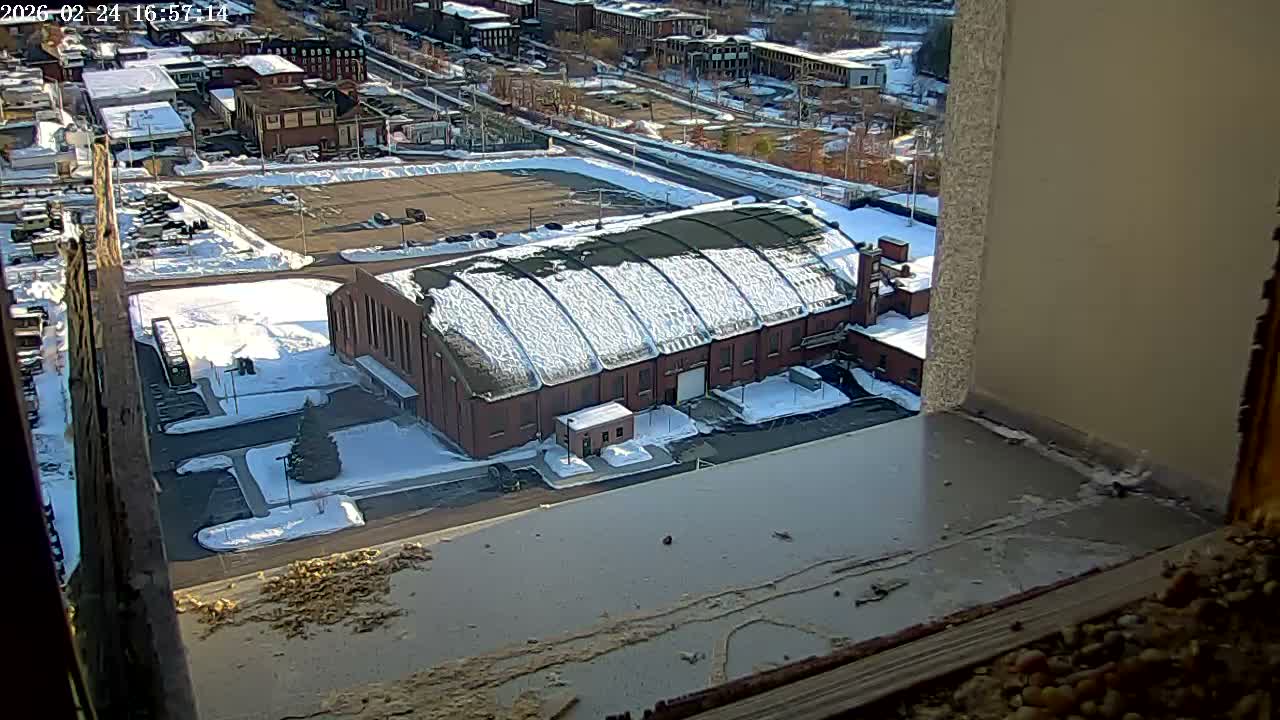 New Hampshire , Manchester City Skyline & Falcons Life Live Cam 2 - Manchester, Hillsborough, New Hampshire, USA
