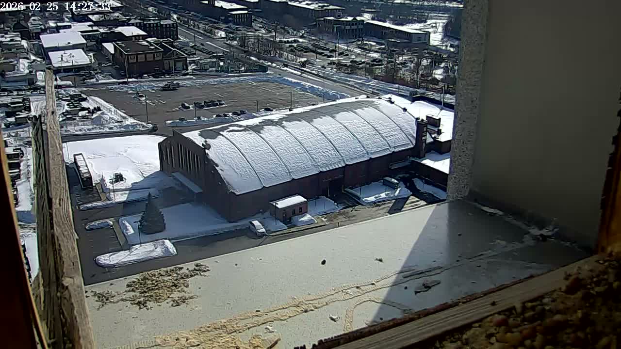 New Hampshire , Manchester City Skyline & Falcons Life Live Cam 2 - Manchester, Hillsborough, New Hampshire, USA