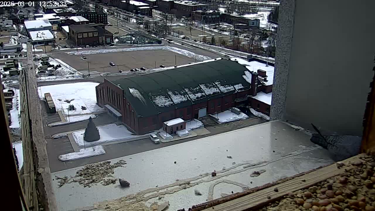 New Hampshire , Manchester City Skyline & Falcons Life Live Cam 2 - Manchester, Hillsborough, New Hampshire, USA