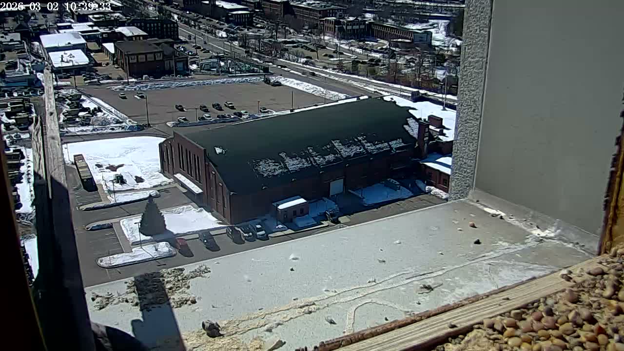 New Hampshire , Manchester City Skyline & Falcons Life Live Cam 2 - Manchester, Hillsborough, New Hampshire, USA
