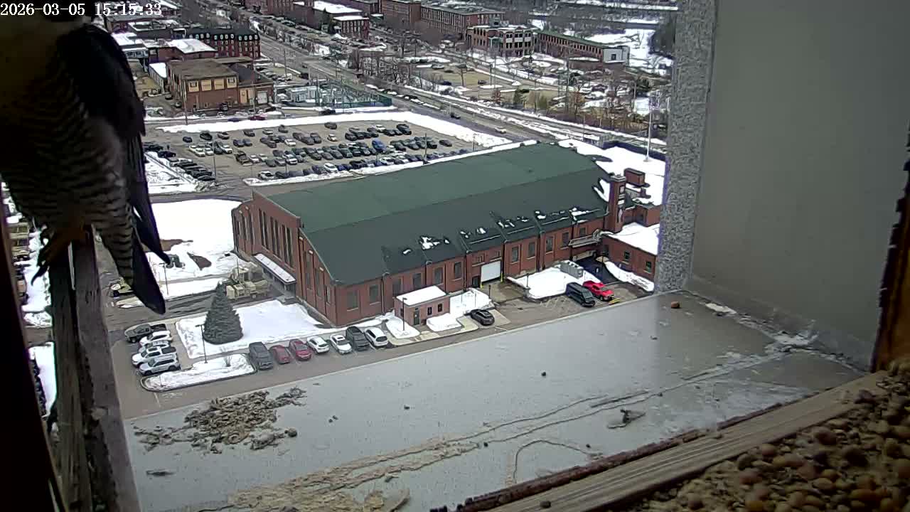New Hampshire , Manchester City Skyline & Falcons Life Live Cam 2 - Manchester, Hillsborough, New Hampshire, USA