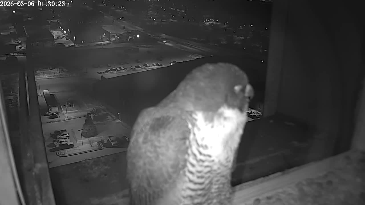 New Hampshire , Manchester City Skyline & Falcons Life Live Cam 2 - Manchester, Hillsborough, New Hampshire, USA
