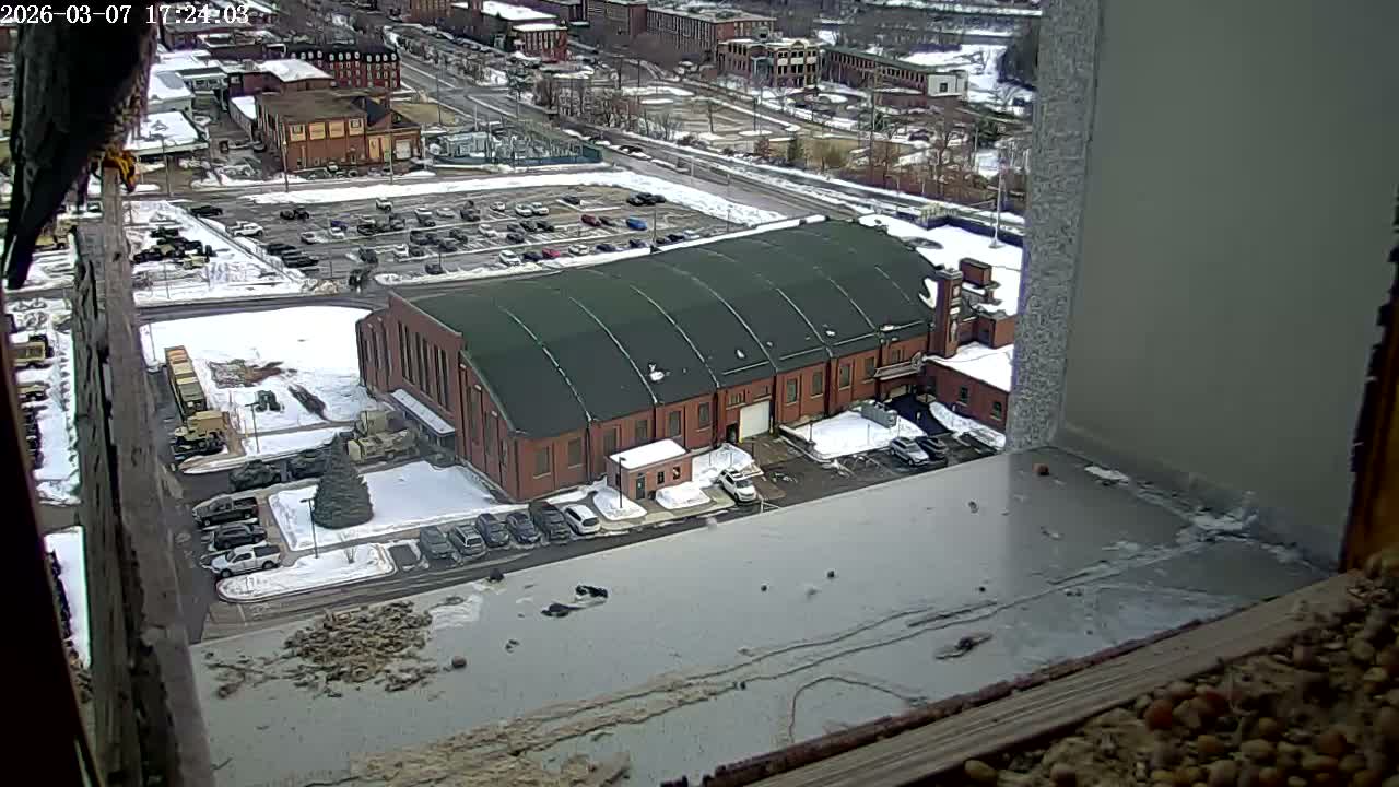 New Hampshire , Manchester City Skyline & Falcons Life Live Cam 2 - Manchester, Hillsborough, New Hampshire, USA