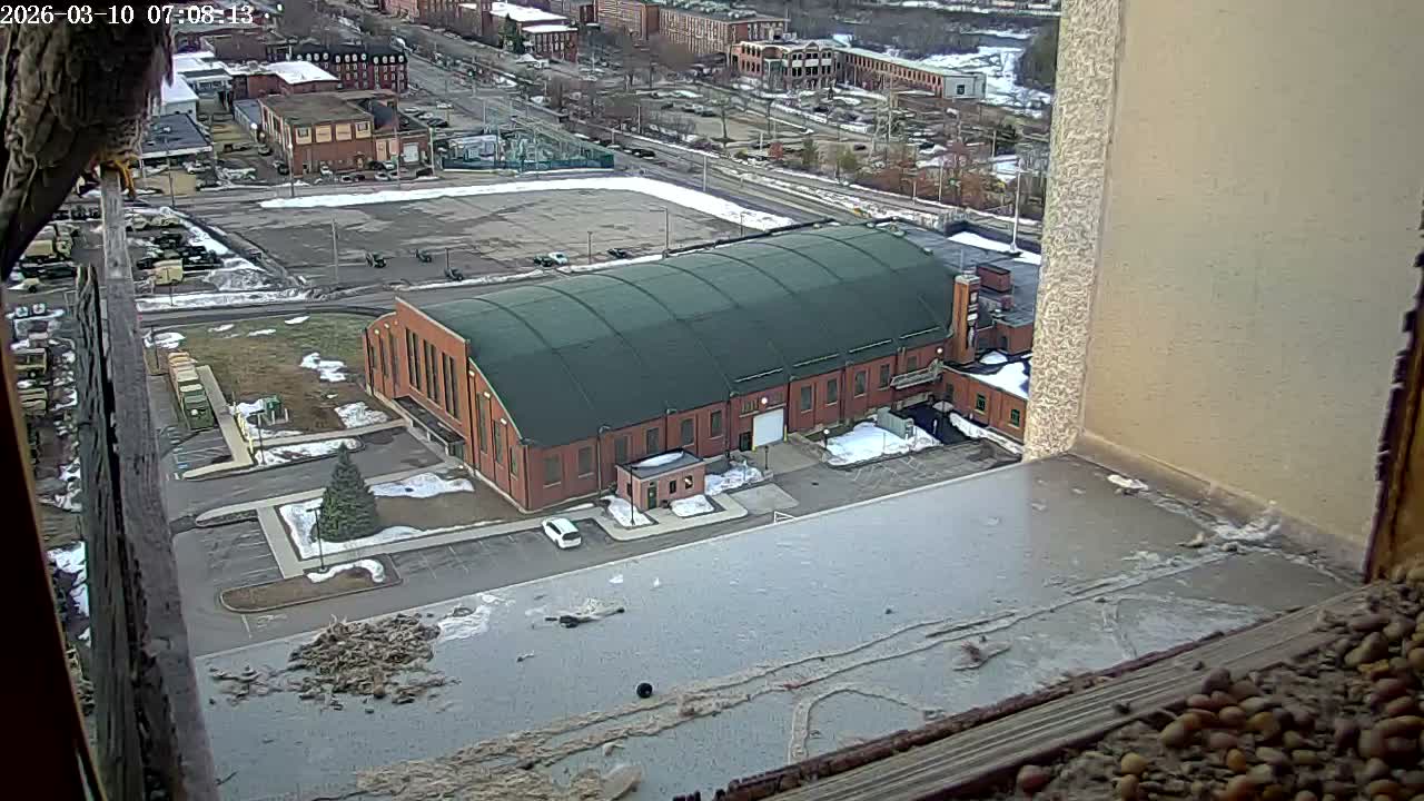 New Hampshire , Manchester City Skyline & Falcons Life Live Cam 2 - Manchester, Hillsborough, New Hampshire, USA