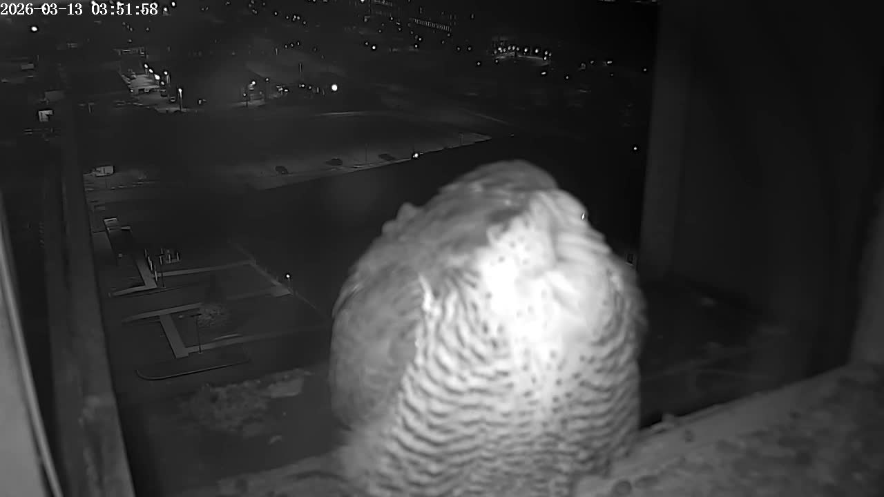New Hampshire , Manchester City Skyline & Falcons Life Live Cam 2 - Manchester, Hillsborough, New Hampshire, USA